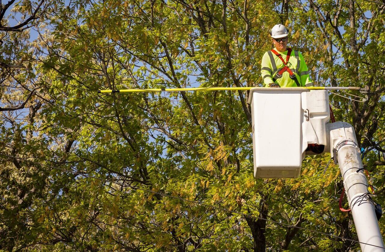 Arborist providing tree services