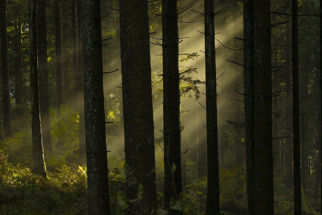 forest with sunlight peeking through